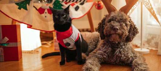 Professionele Vachtborstel met Stoomfunctie